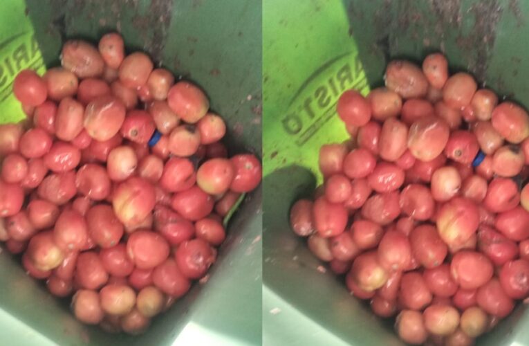 देहरादून के रेस्टोरेंट्स में खाद्य विभाग टीम की छापेमारी, मिले सड़े टमाटर