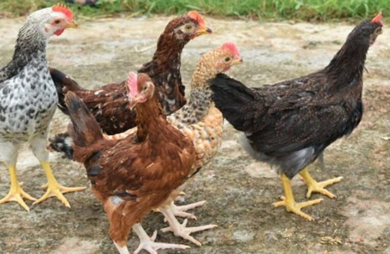 धामी सरकार किसानों को तोहफा, लॉन्च की पोल्ट्री वैली योजना